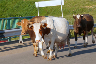 Similar image 280220