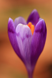 Similar image 280231