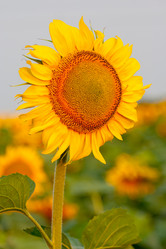 Similar image 280959