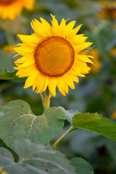 Similar image 281055