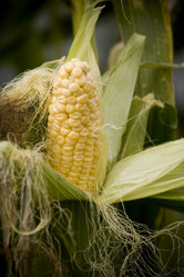 Similar image 281110