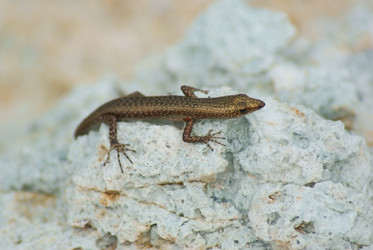 Similar image 281167