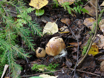 Similar image 281335