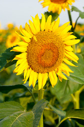 Similar image 282148