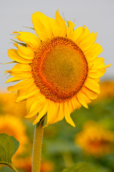 Similar image 282354