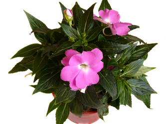 Similar image 282612