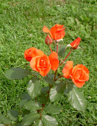 Similar image 282861