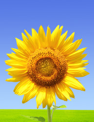 Similar image 283035