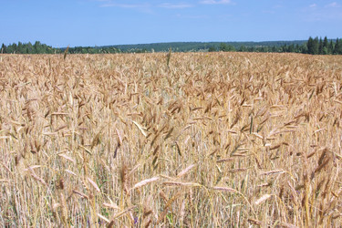 Similar image 283132