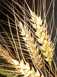 Similar image 283238