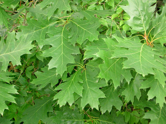 Similar image 283891