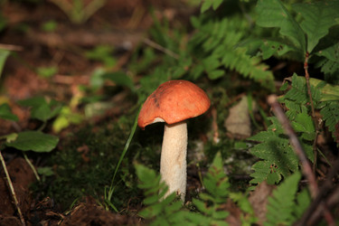 Similar image 283920