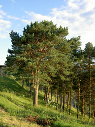 Similar image 284075