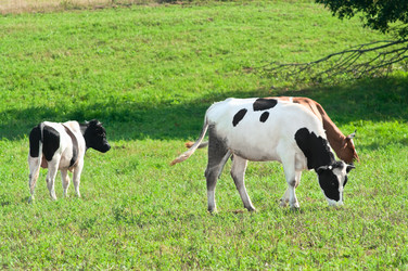 Similar image 284136