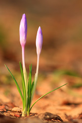 Similar image 284154