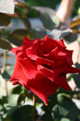 Similar image 284674