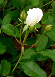 Similar image 284893