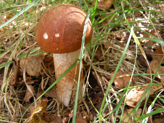 Similar image 285858