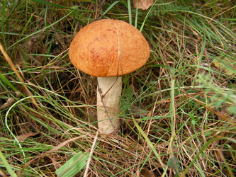 Similar image 285859