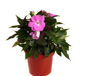 Similar image 286196