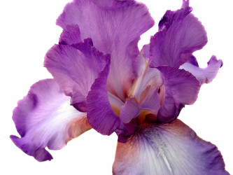 Similar image 286638