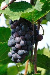 Similar image 286693