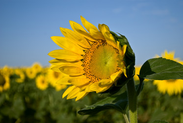 Similar image 286874