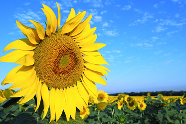 Similar image 286875