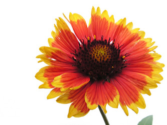 Similar image 286966