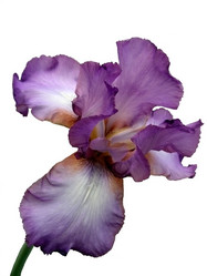 Similar image 286970