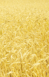 Similar image 286999