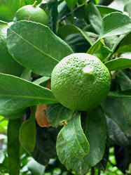 Similar image 287021