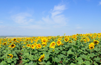 Similar image 287090