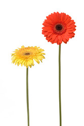 Similar image 287126