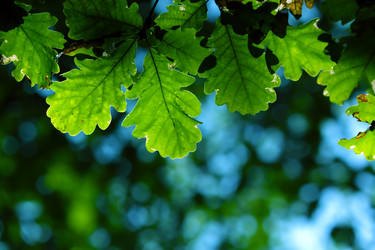 Similar image 287163