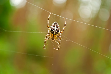 Similar image 287350