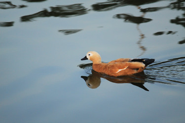 Similar image 287583