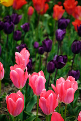 Similar image 288007