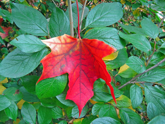 Similar image 288108