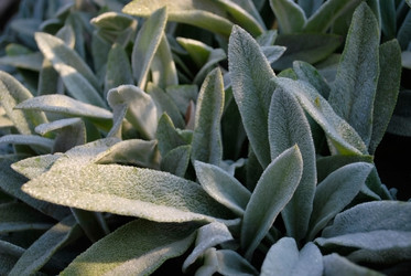 Similar image 288167