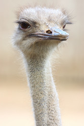 Similar image 288311