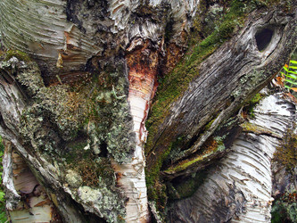 Similar image 288618