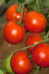 Similar image 288858