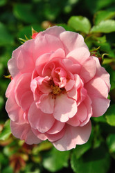 Similar image 288920