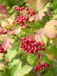 Similar image 288982