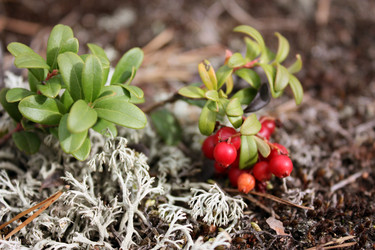 Similar image 289289