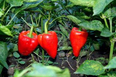 Similar image 289411