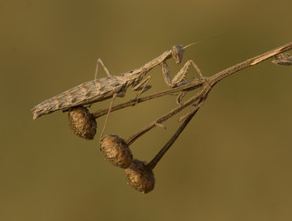 Similar image 289445