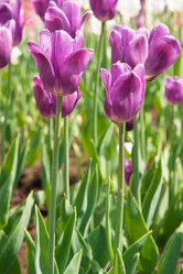 Similar image 289891