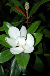 Similar image 290255